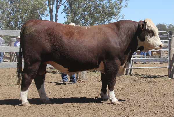2014 Bull Sale Report