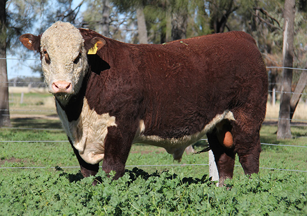 Preview 2017 Sale bulls, top Grain Fed Steer Index in the breed (2015 drop) $181