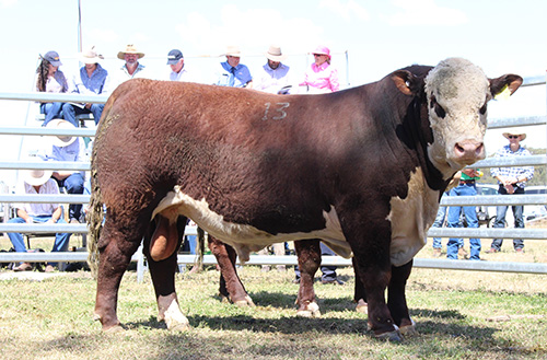 2017 Bull Sale Report