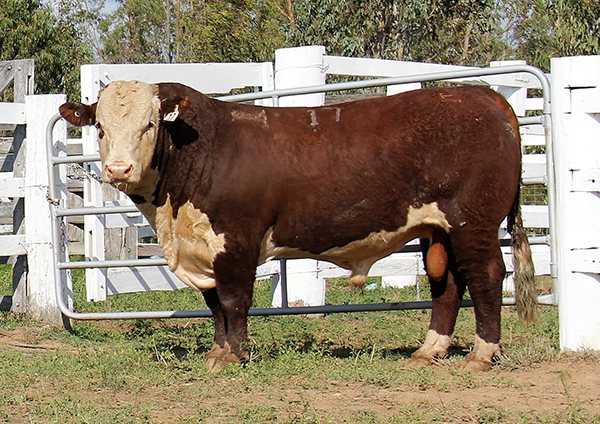 2016 Bull Sale Report