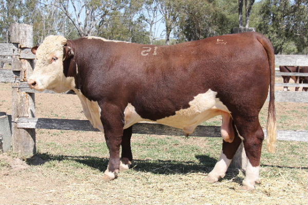 2015 Bull Sale Report
