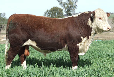 2009 Bull Sale Report