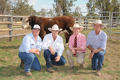 2012 Bull Sale Report