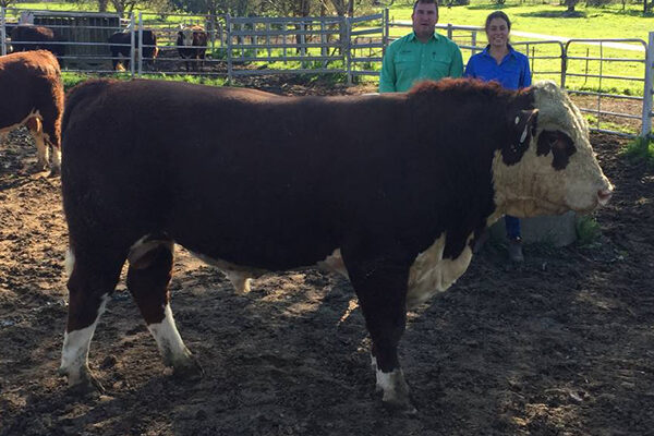 Top price sire purchased at Wirruna Spring Sale 2020